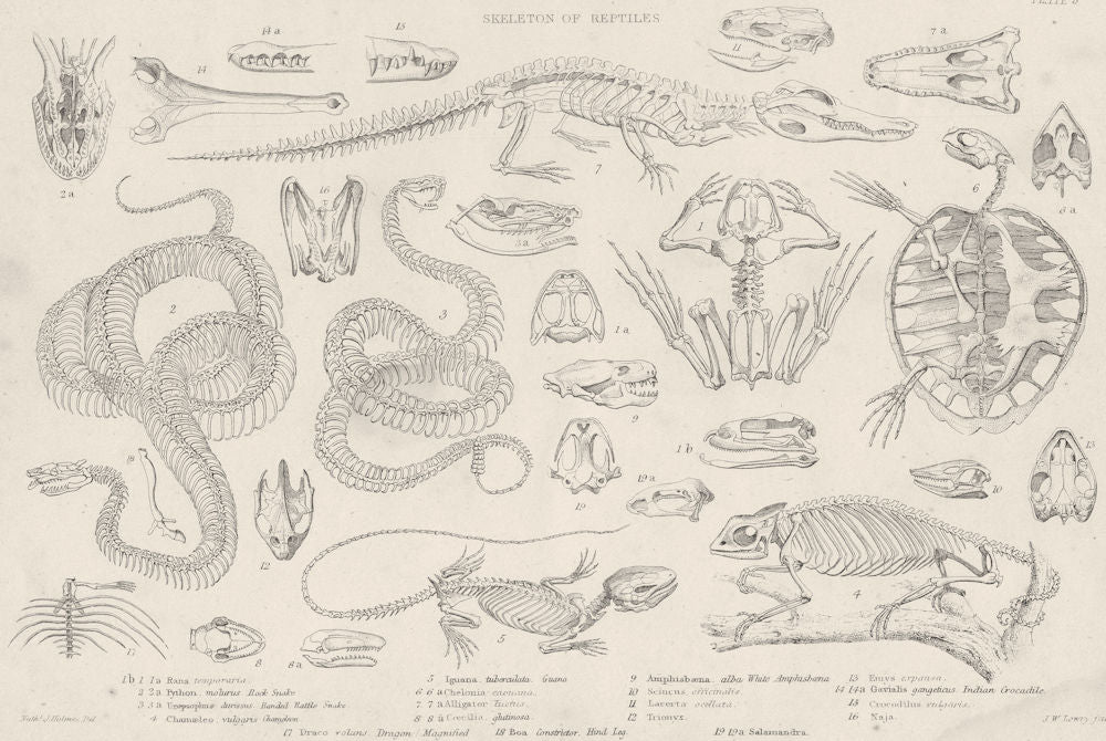 REPTILES.Skeletons.Python;Snake;chameleon;Iguana;Alligator;crocodile;Boa 1860
